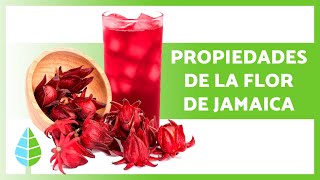 9 BENEFICIOS de la FLOR de JAMAICA 🌺✅ (Propiedades Medicinales, Para Qué Sirve y Cómo Tomarla)