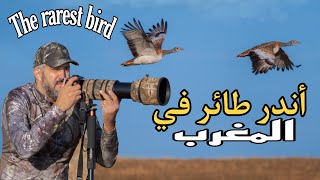 طائر نادر جدا  بالمغرب الحبارى الملتحية The rarest bird Otis tarda