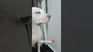 wait for it...🎀❤️#doglove #hola #cutepitbull