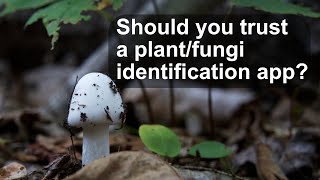 Are Plant/Fungi Identification Apps Reliable: iNaturalist (Seek) #idapp #foraging #inaturalist screenshot 5
