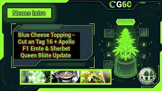 Blue Cheese Topping: The Cut on Day 16 + Apollo F1 Harvest & Sherbet Queen Update