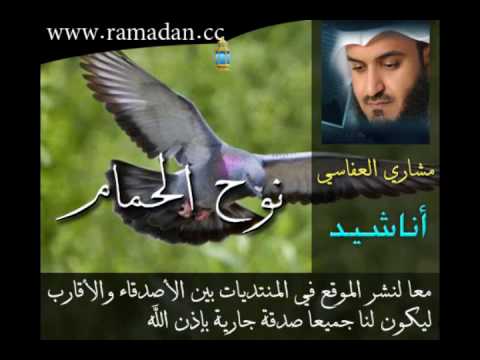نوح الحمام - Mishary Al Afasi . مشاري العفاسي - YouTube