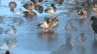 Cold Snap Nature Photography