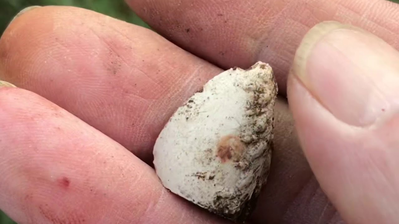 Mudlarking with the Kentish Mudlarks 19 we visit a ancient creek for the first time 18/10/20