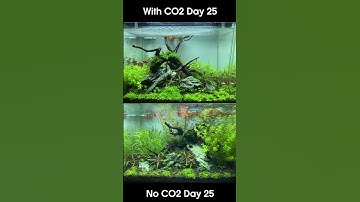 Thumbnail of THE DIFFERENCE CO2 MAKES IN A PLANTED TANK #shorts