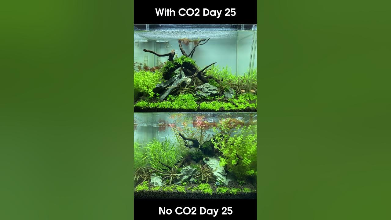 THE DIFFERENCE CO2 MAKES IN A PLANTED TANK #shorts