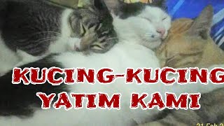 KUCING-KUCING YATIM !ANAK BULU KESAYANGAN KAMI screenshot 5