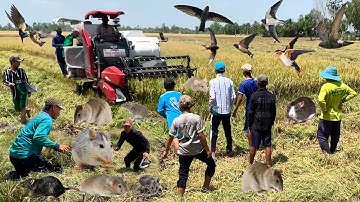 Xem Cảnh Máy Cắt Lúa Và Cảnh Di Cù Bắt Chuột Đồng - Catch The Mouse | Miền Tây Vlog
