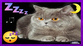 Music will Help your CAT Calm down and Fall Asleep in less than 1 Minute  [MUSIC FOR CATS  BGM]