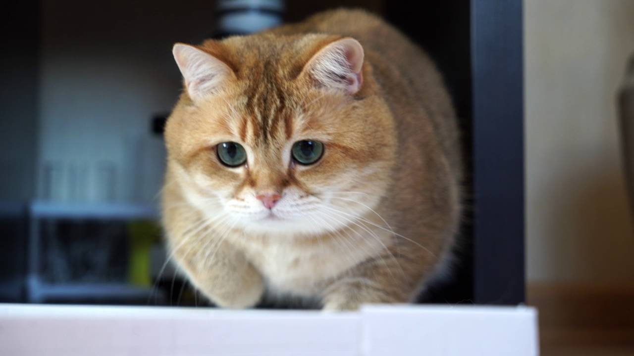 funny cats sleeping in weird positions compilation 2014 funnyplox How do you compete with that red dot?