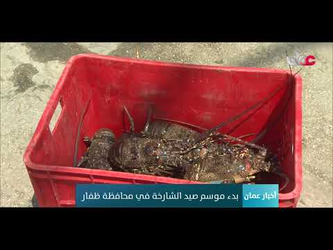 بدء موسم صيد الشارخة في محافظة ظفار