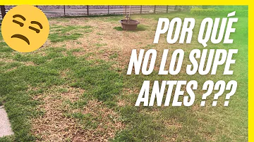 ¿Es mejor abonar el césped antes o después de la lluvia?