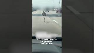 Autruche en fuite sur une autoroute thaïlandaise