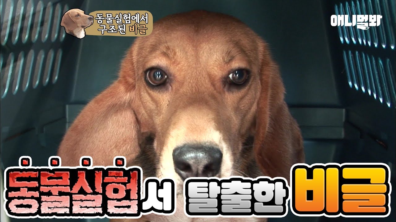 sbs tv동물농장x애니멀봐 中字 Rescuing three beagles right before they were put to sleep