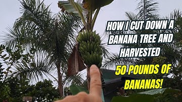 Almost time to Cut Down my Banana Tree and Harvest 50 Pounds of Bananas!