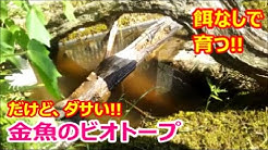 自然派ビオトープ 生態系で自然飼育