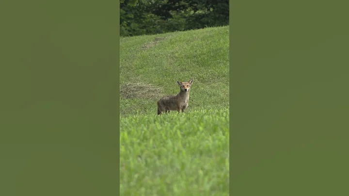 Sneaky Coyote Called In Close #foxpro #coyote #hunting #shorts