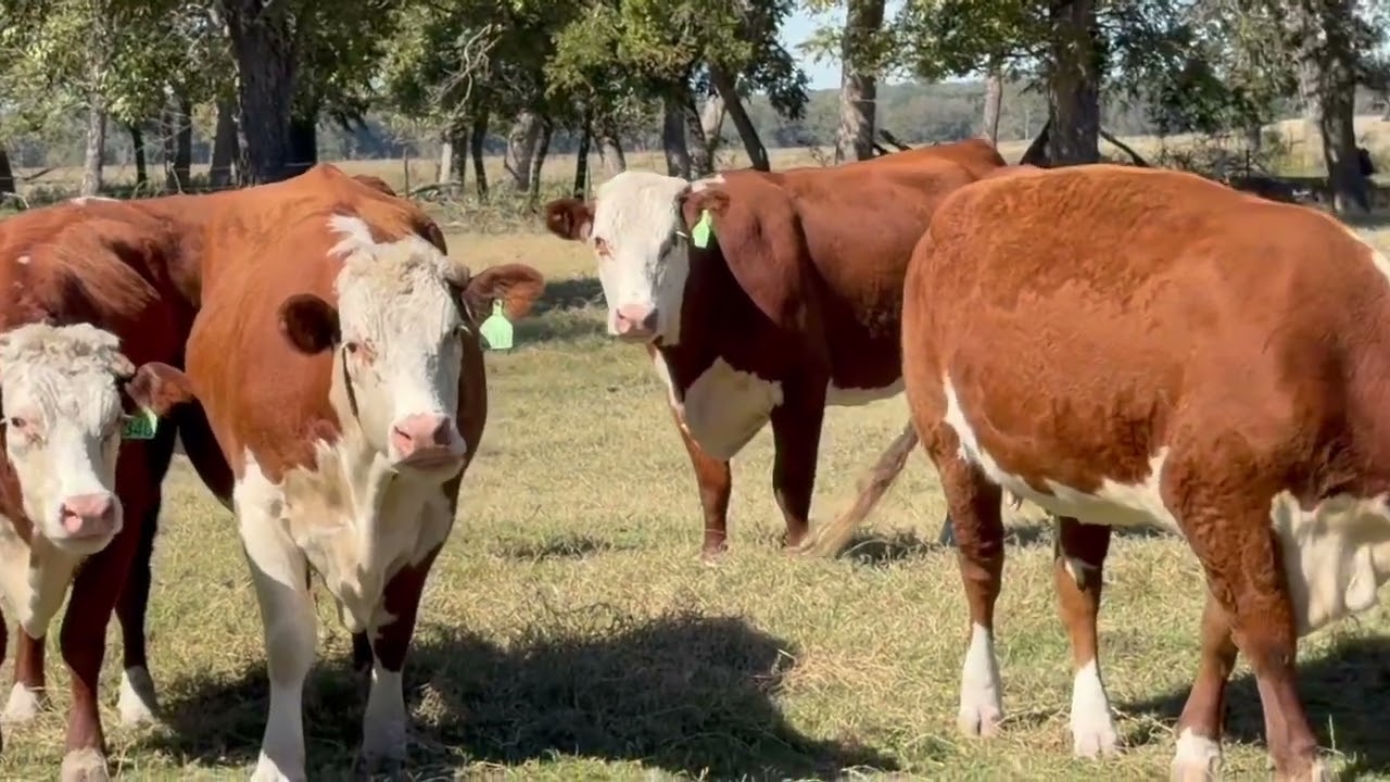 18 head of Hereford Cows, 