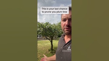 Thumbnail of This is your last chance to prune your plum tree.