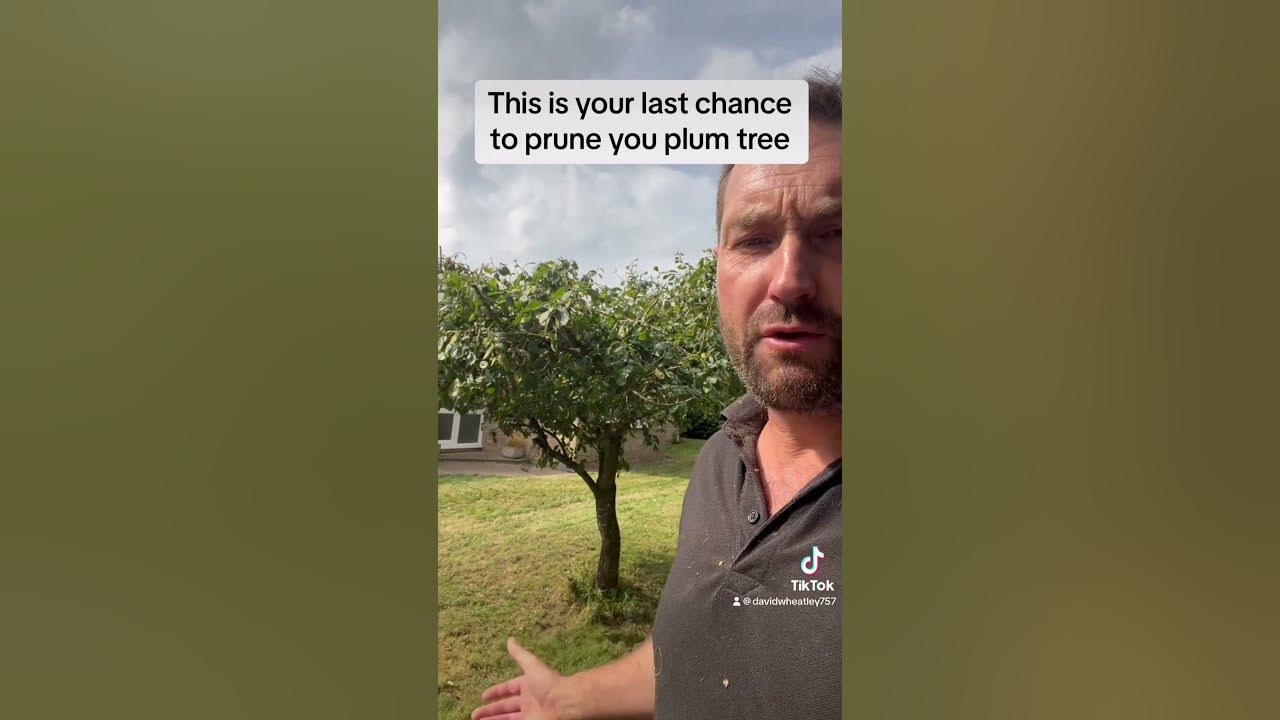 This is your last chance to prune your plum tree.