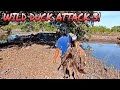 Fishpond under attack by wild ducks  wild duck hunting  x4 raf hunter ep77  hunting viral