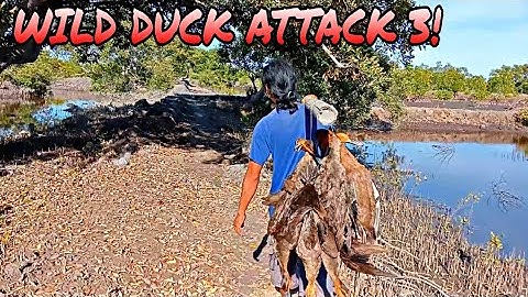 FISHPOND UNDER ATTACK BY WILD DUCKS! | WILD DUCK HUNTING | X4 RAF HUNTER EP77 | #hunting #viral