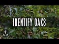 How To Identify Oak Trees