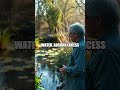 Floating Phytoremediation Rafts for Small Ponds