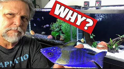 Top 5 Reasons Why Fish Suddenly Die! [Not Knowing Drives Us Crazy!]