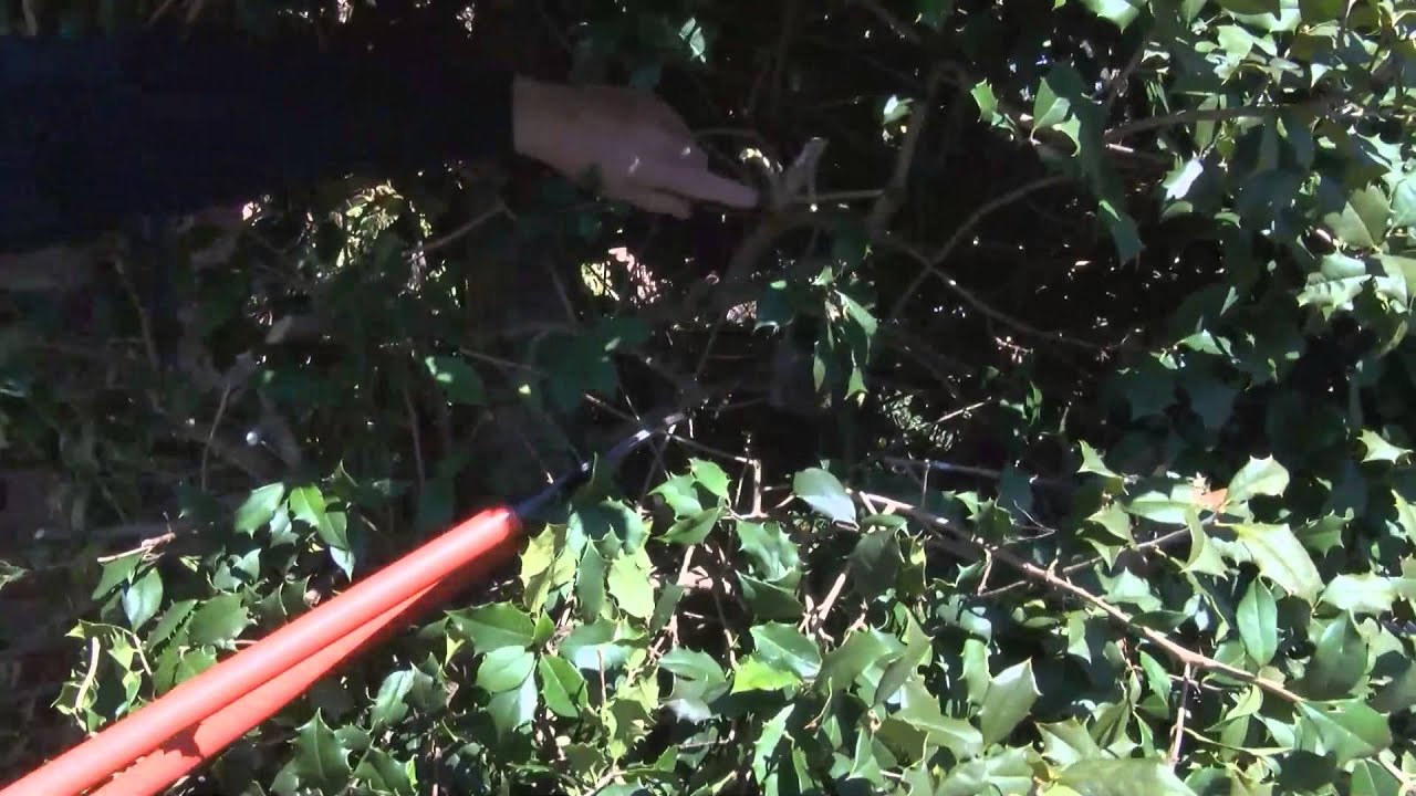 When should holly bushes be pruned?