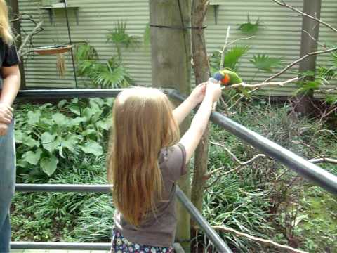 Ren feeding a Lorikeet at the Cleveland Zoo