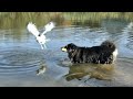 Чайка Чуи и собака Марта искупались в пруду