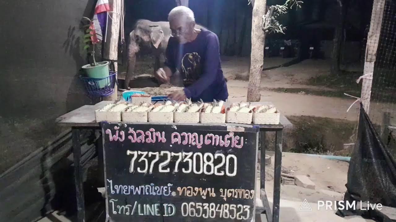 เมตตาป้อนผลไม้ช้างชรา2เชือกด้วยนะครับ🐘🐘