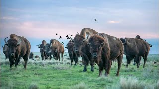 The Return of Bison to Colorado's Shortgrass Prairie - 2024 Virtual Breakfast Presentation