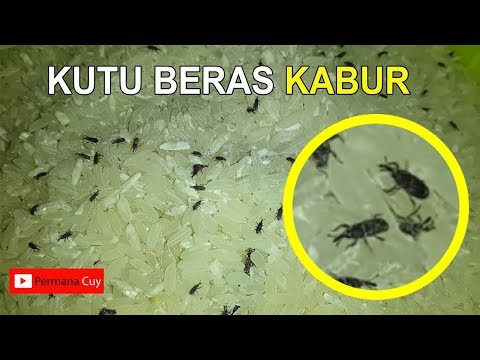 Video: Bagaimana Cara Menyingkirkan Kumbang Biji-bijian?