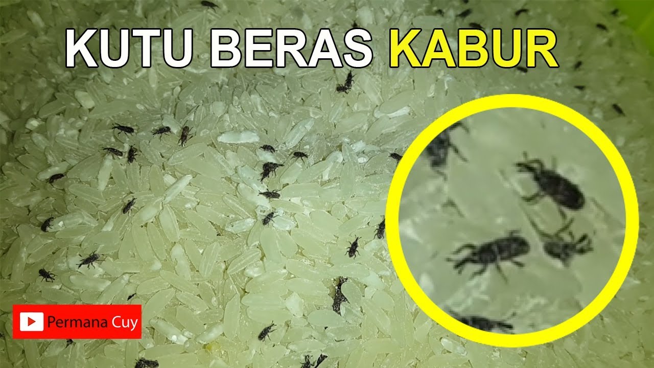 cara ampuh usir kutu beras