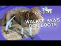Review  Walkee Paws Dog Boot Leggings
