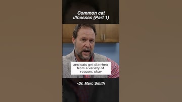 Cat Allergies & Diarrhea Explained by Marc Smith, DVM, MS