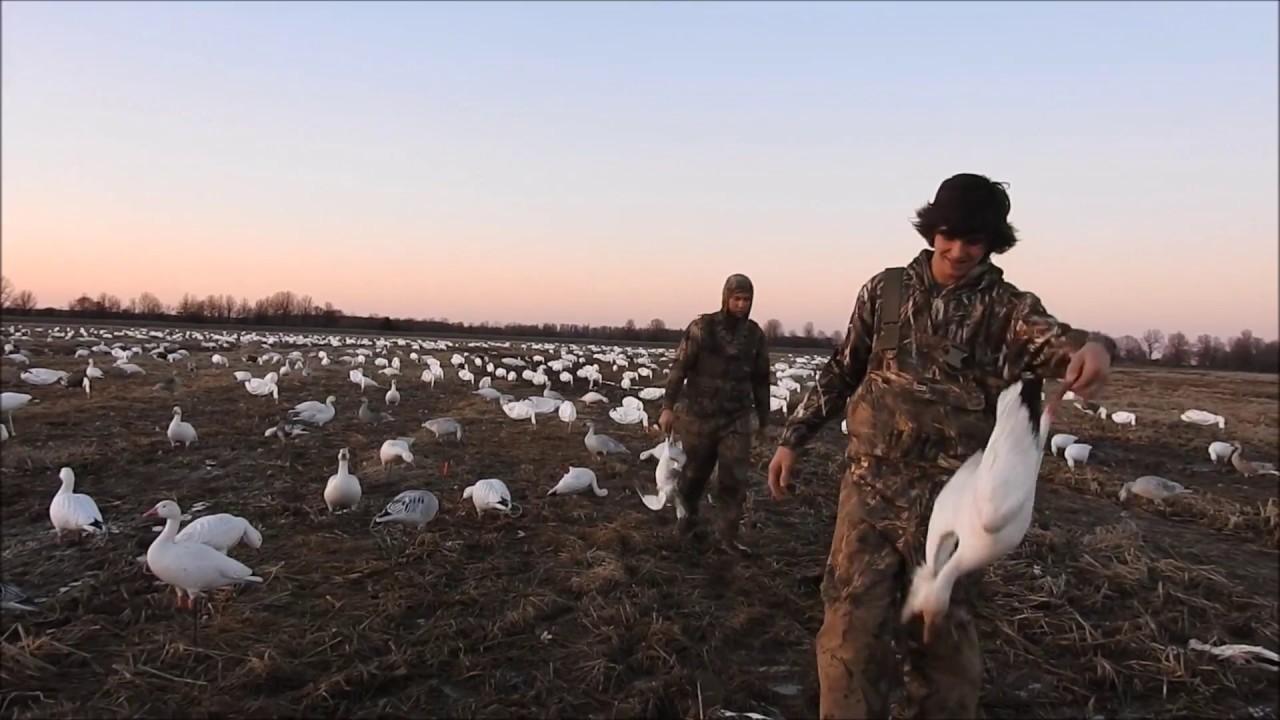Arkansas Snow Goose Hunt YouTube