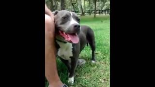 Video Of Adoptable Pet Named Betty