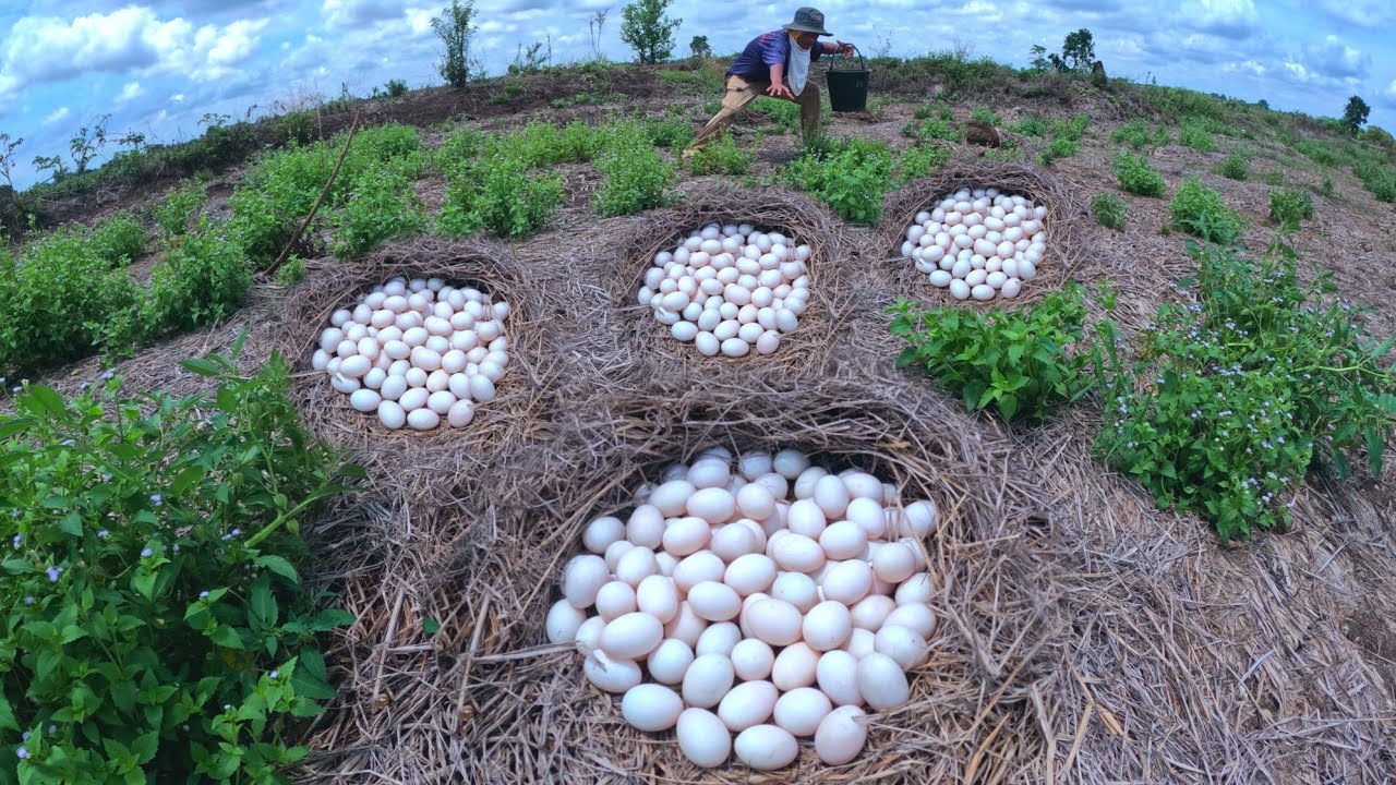 A lot of duck eggs in rice field pick by hand Man skills - YouTube