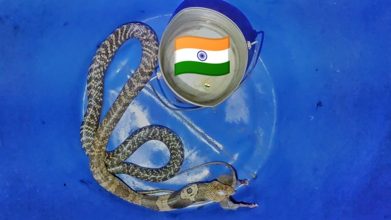 Monocled Cobra Feeding Frequency Reference: Giant Monoclad Cobra Live Feeding Large Rodent Documentary Monocled