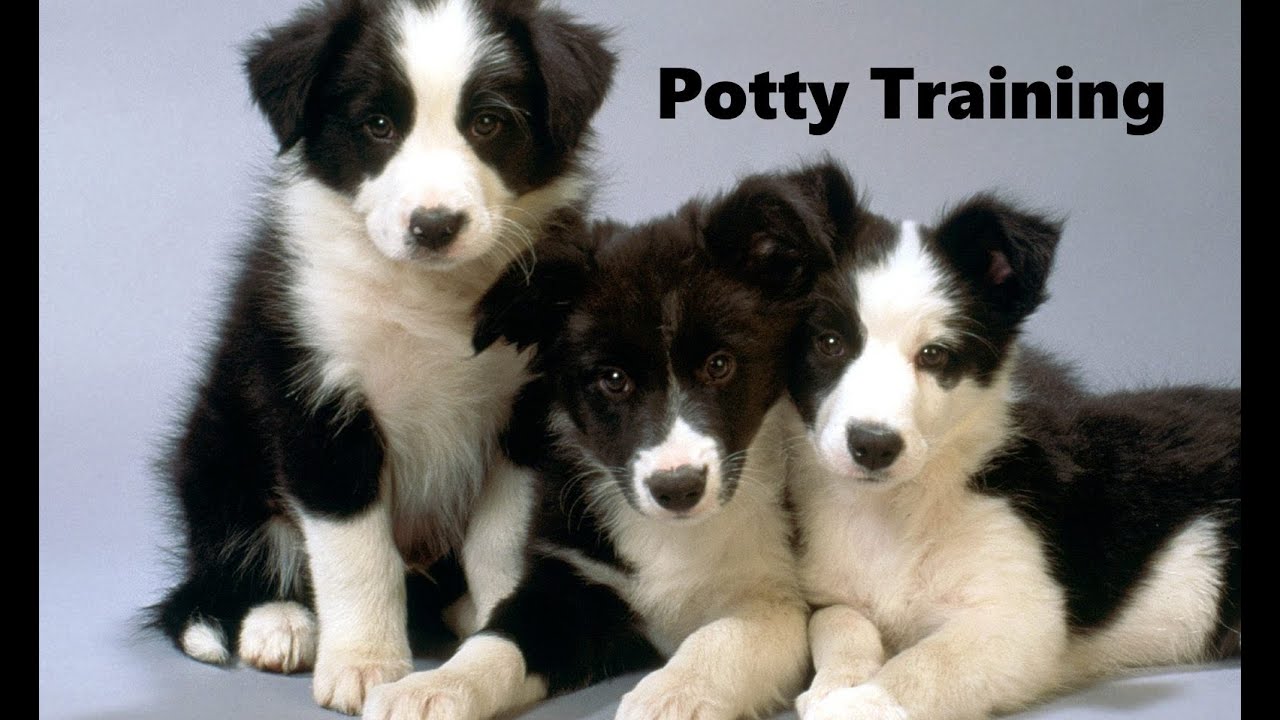 How To Potty Train A Border Collie Puppy Border Collie