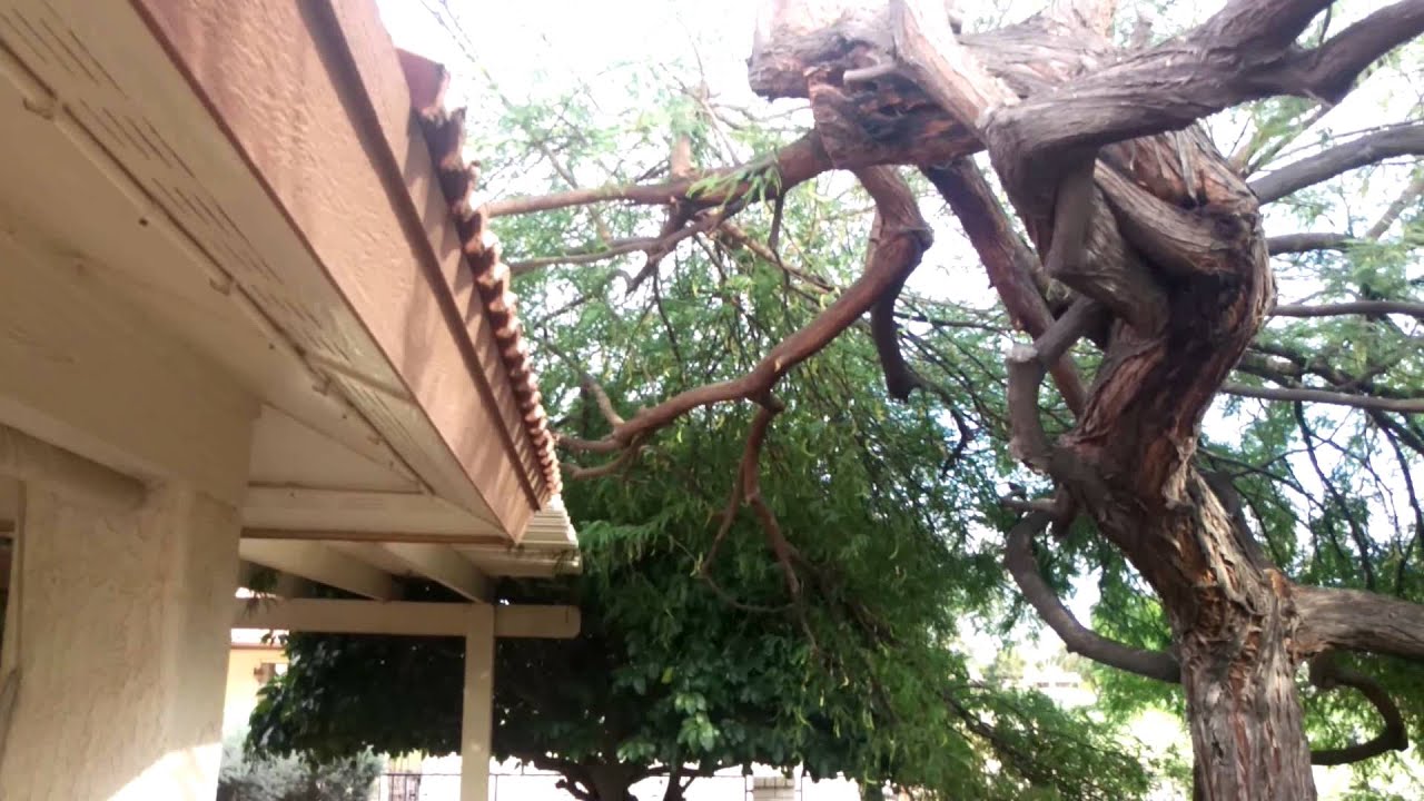 Mesquite Tree Removal - YouTube