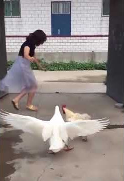 VIDEO LUCU HEWAN | Kungfu ayam & bebek #Shorts