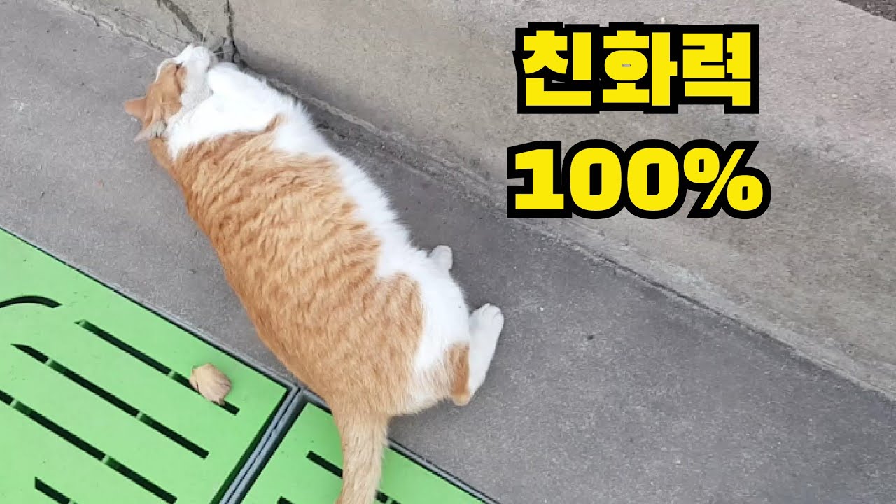 What Does It Mean If A Stray Cat Follows You Home What Does It Mean If A Stray Cat Follows You Home