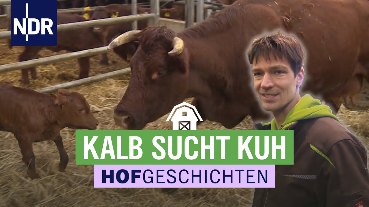 Kälber & Lämmer sorgen für viel Aufregung | Hofgeschichten (162) | NDR auf’m Land