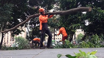 HongKong Tree Work - Tree Removal , Chipping , Stump Grinding - Mcleods Tree Company - Australia
