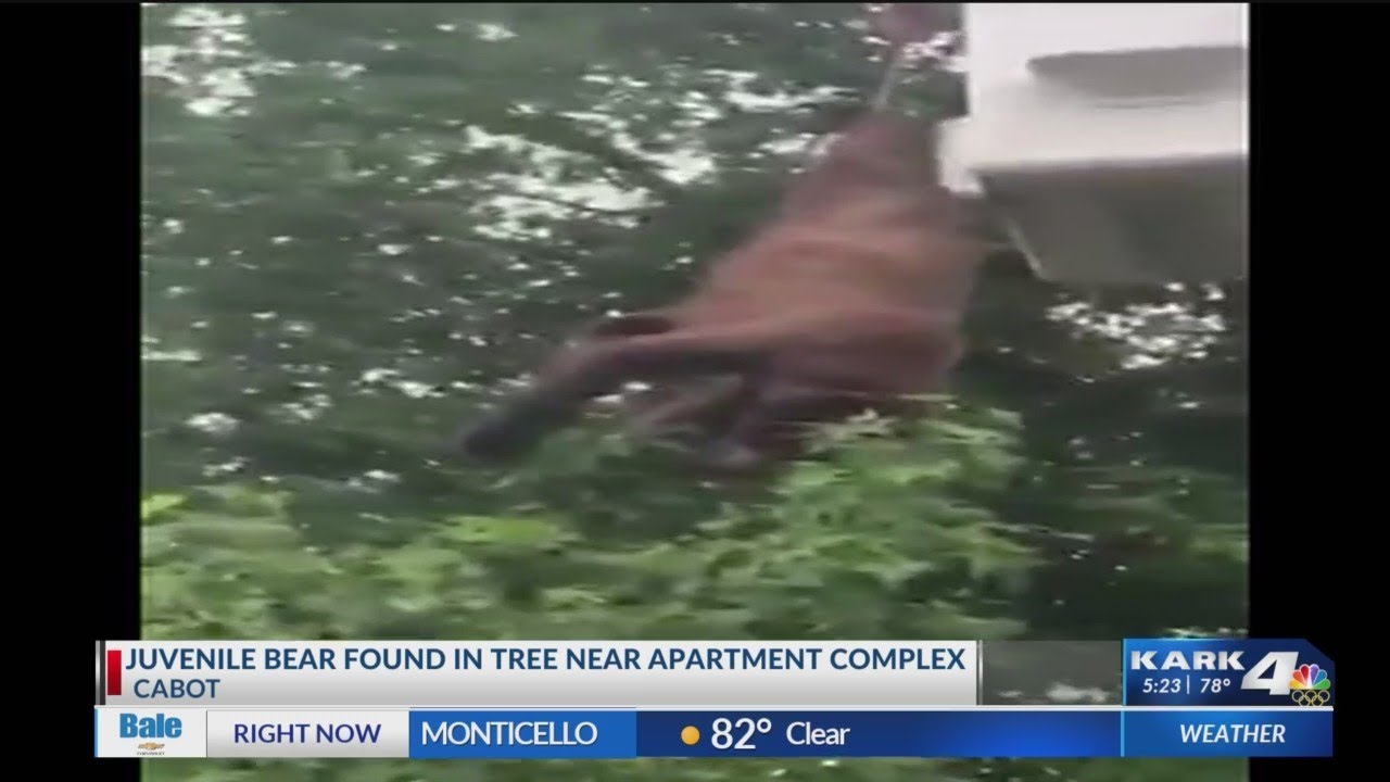 Bear spotted in Cabot