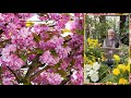 CERISIERS DU JAPON LES PLUS BEAUX ARBRES À FLEURS POUR FAIRE DE L’OMBRE Le Quotidien du Jardin N°356